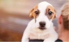 如何改善狗狗常見恐懼？