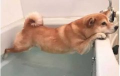 這幾種“酷刑”，據說狗狗都超級怕！