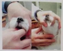 狗狗喂藥小技巧！ 華興寵物食品