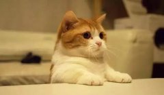 貓這種動(dòng)物，一旦碰上，就再也戒不了了 華興寵