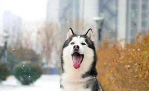 狗狗愛叫怎么辦？這六招，教給你