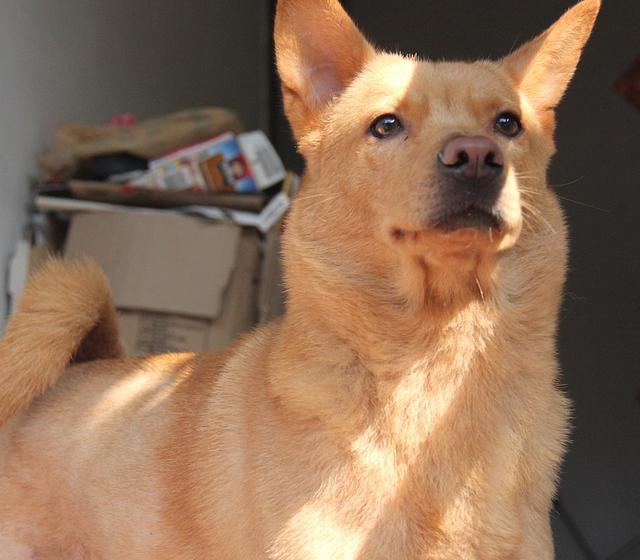 不要隨便打狗狗，否則后果會很嚴重