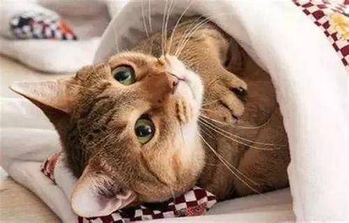 說出來你可能不信，貓咪過冬其實也有“南北差異”