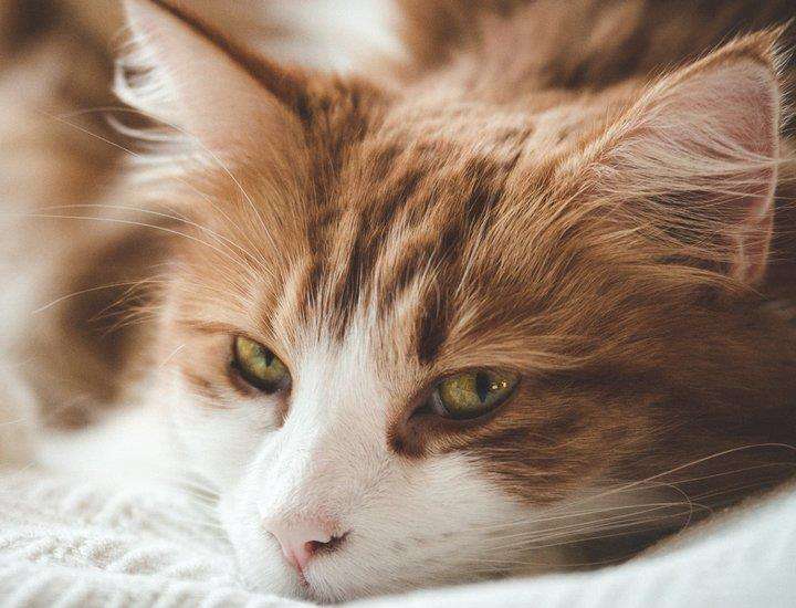 面對壞脾氣的貓咪我們該怎么辦呢？