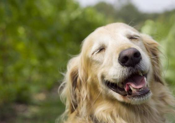 別再誤會狗狗了，它的這些行為，內心想法是這樣的