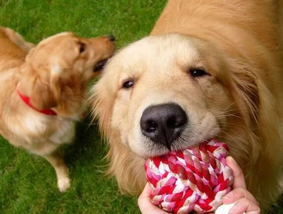 人生樂趣，從養一只金毛犬開始吧