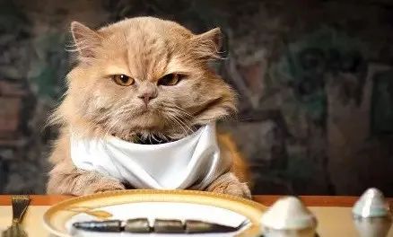 關于貓咪的5個“民間說法”，過于荒誕了