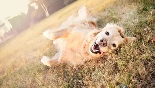 撒嬌狗狗最好命！狗界撒嬌狂，養一只很幸福！